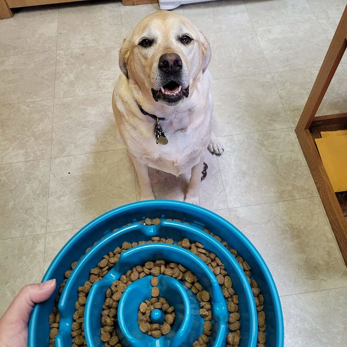 A photo showing the ridged bowl filled with dry kibble