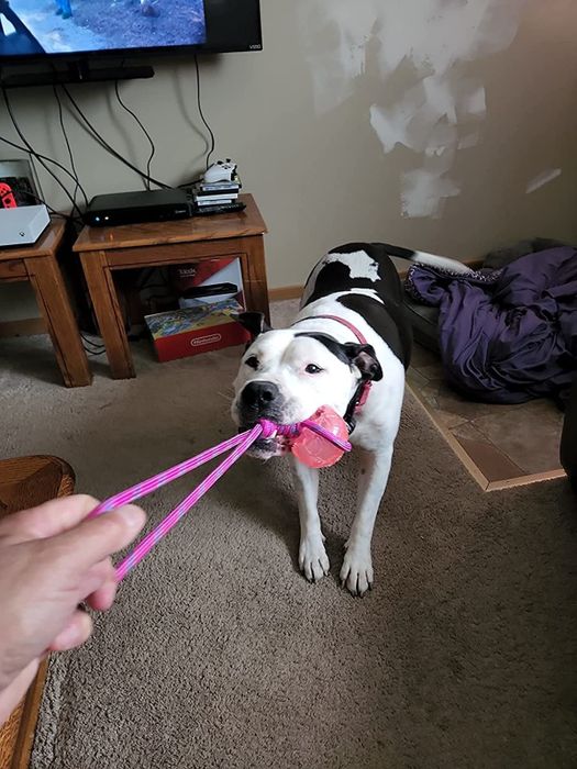 photo from a reviewer of their black and white dog playing tug-of-war