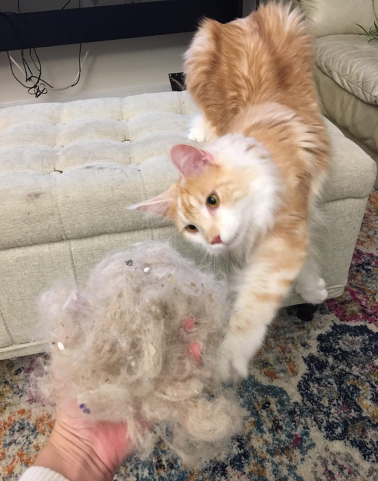 Another reviewer’s orange cat reaching for a giant ball of hair pulled from the carpet.