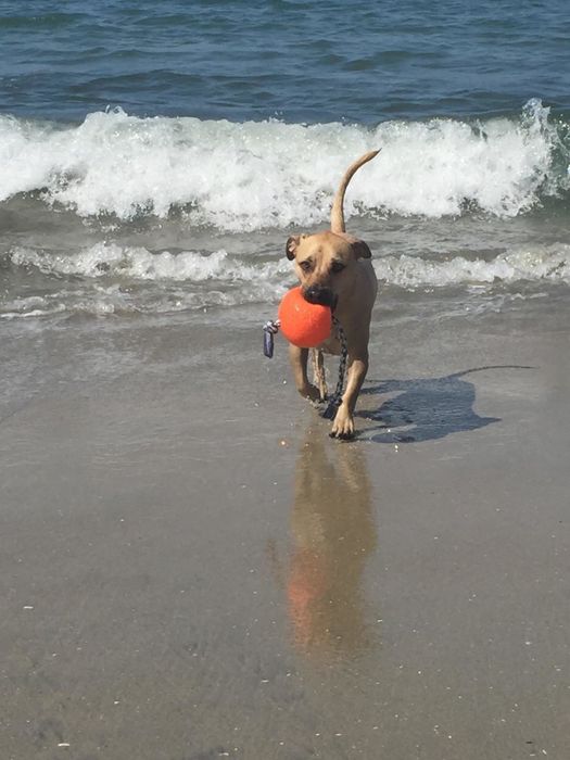 A reviewer’s dog holding the ball in its mouth while enjoying a day at the beach