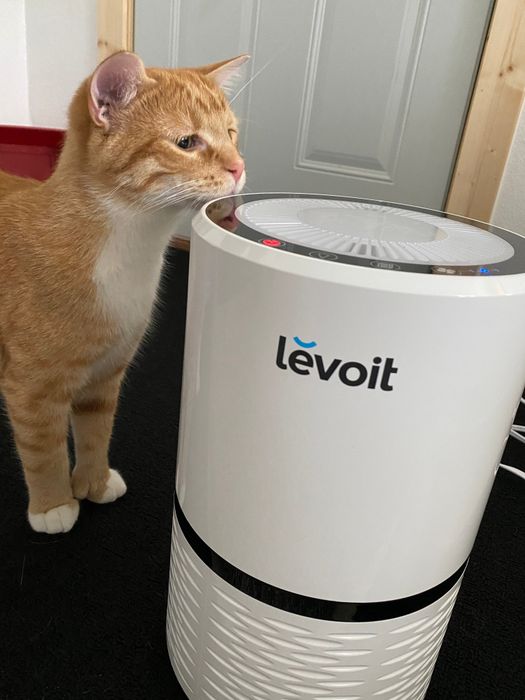 The reviewer’s orange cat standing next to the white air purifier.