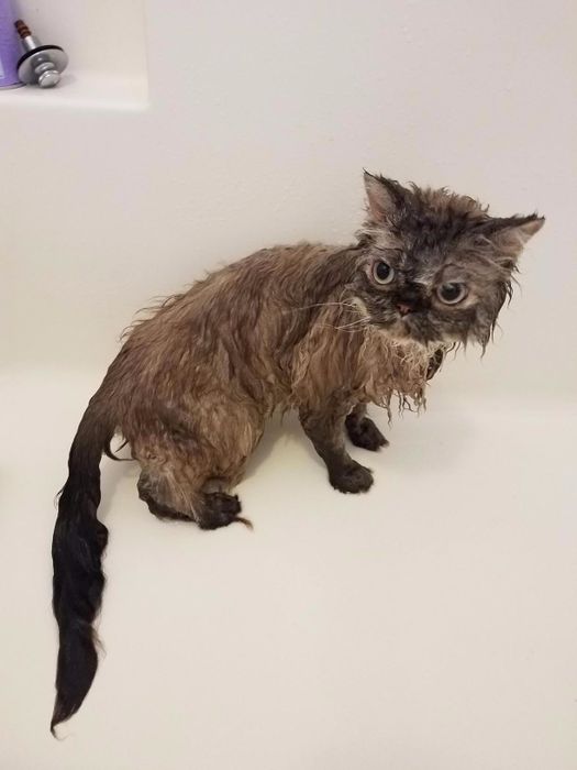 A drenched cat with a comically angry expression.