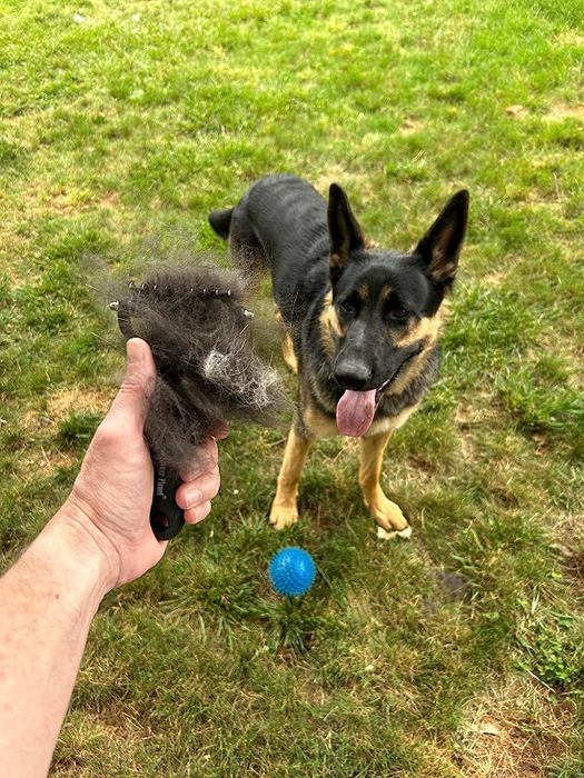 A reviewer holding a rake full of hair next to their German Shepherd dog.