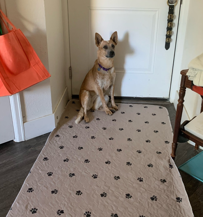 Reviewer photo of a dog sitting comfortably on a large pee pad.