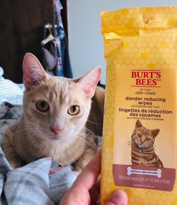 The cat wipes in question