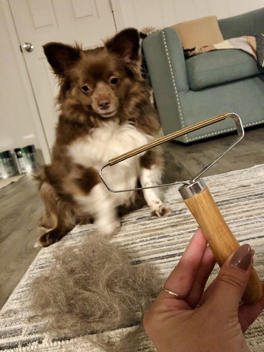 A hand holding the same lint roller next to a pile of dog hair removed from the carpet