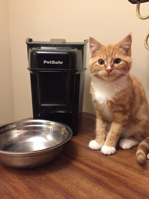 An orange tabby cat sitting beside the black pet feeder, looking content