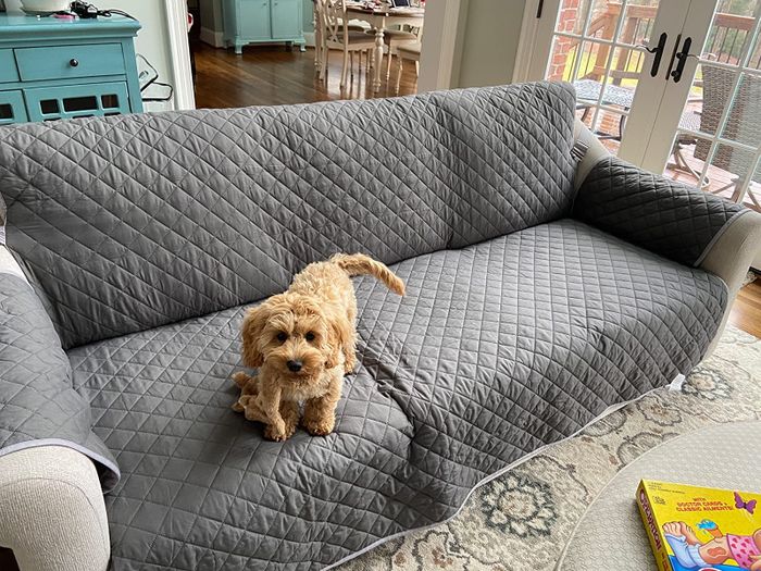 A reviewer's golden doodle dog lounging on a couch covered with a gray/charcoal cover.