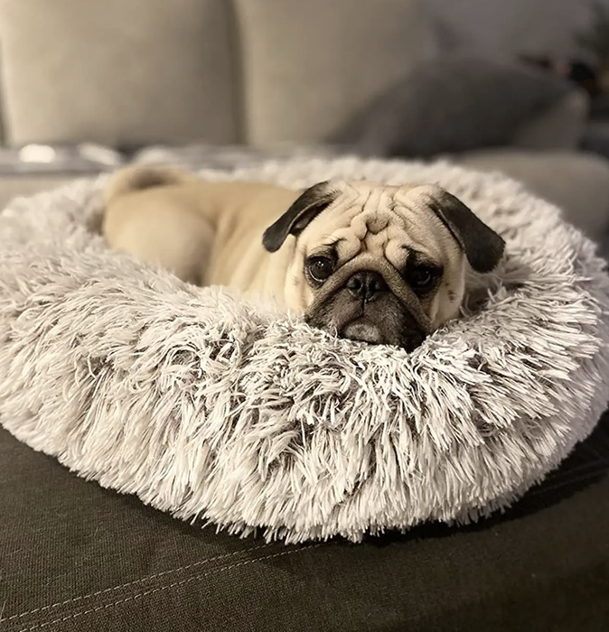 A reviewer's pug lounging in a light grey bed