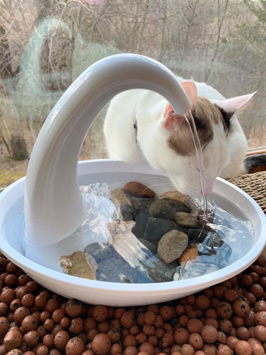 A cat drinking water from the white swan fountain.