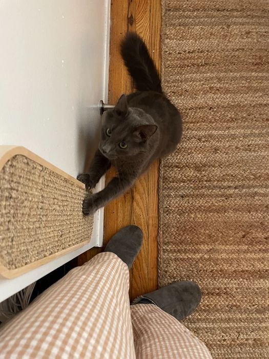 A reviewer's cat happily using the wall-mounted scratching post.