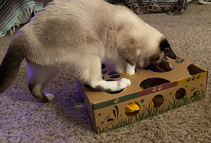 A reviewer's cat nearly stepping onto the toy, eager to get inside.