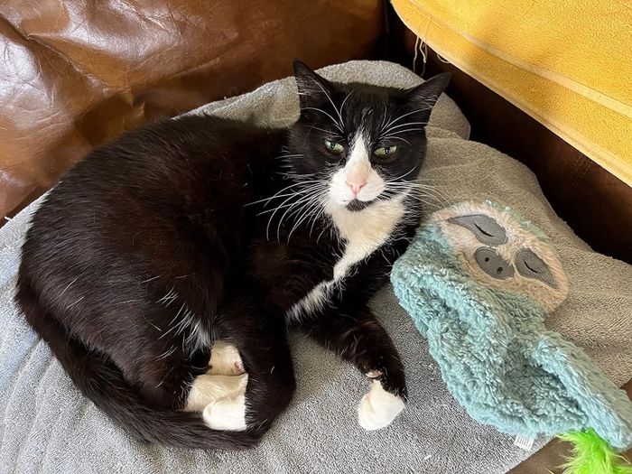 A reviewer’s photo of their cat snuggling the blue sloth-shaped pillow.