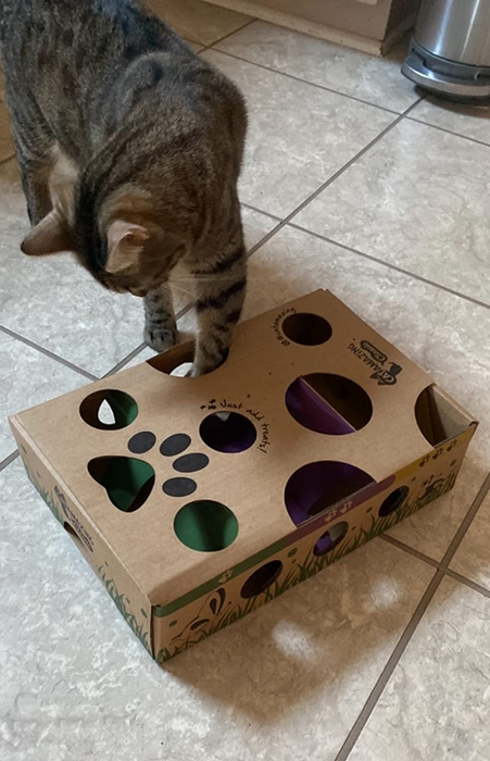 A reviewer's cat with its paws inside the food puzzle, trying to figure it out.