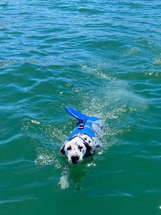 A Dalmatian in a blue life jacket with a shark fin design on top.