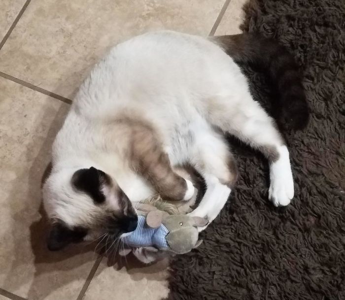 A reviewer's cat holding the plush squirrel toy in its paws.