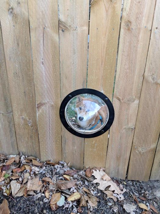 A dog peering through the fence bubble.