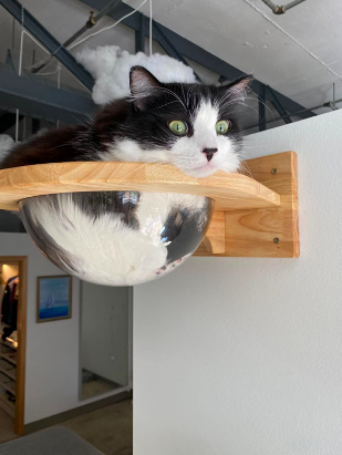 The same cat photographed from a different angle, where their lower half forms a perfect half-circle and their head rests gently on the edge of the bowl.