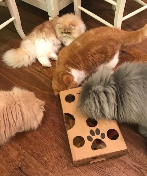 Four cats gathered around a cardboard interactive cat toy