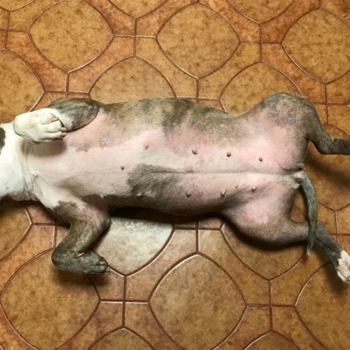 The same dog after taking the allergy supplements, showing calmer skin and less redness
