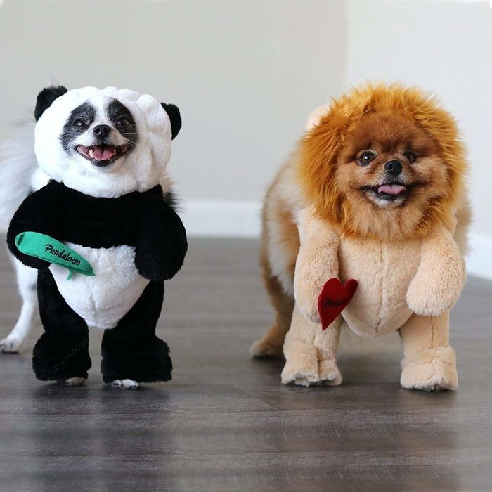 two small dogs, one dressed as a panda and the other as a lion