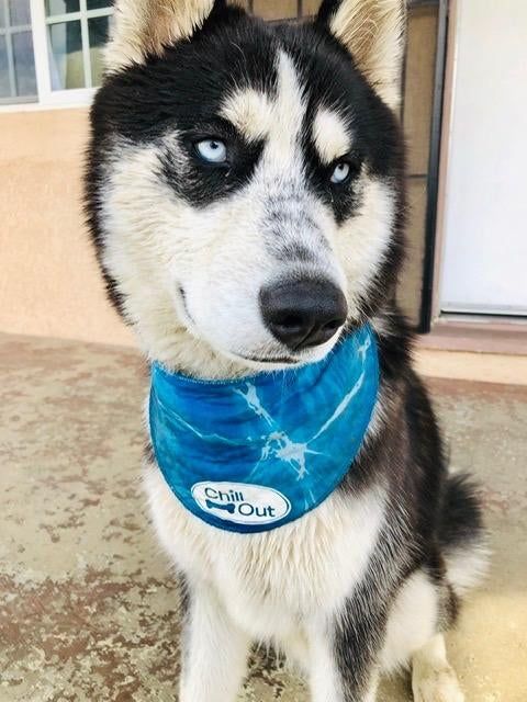 A large husky proudly sporting the bandana