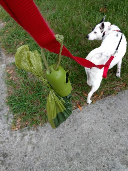 The poop bag attached to a leash, with a white dog in the background.