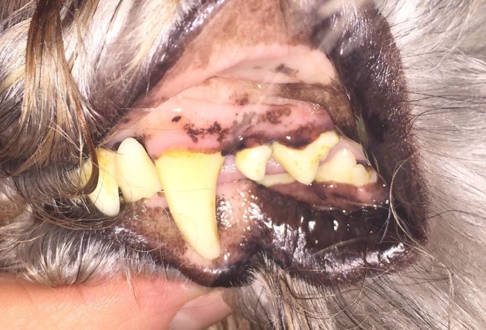 The same dog's tooth and gum now free of inflammation and looking healthier