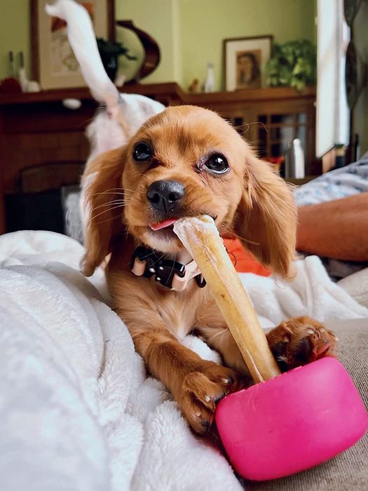 A pup chewing on a bully stick in the pink holder