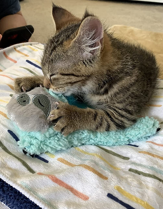 A reviewer's cat napping peacefully on the sloth purring toy