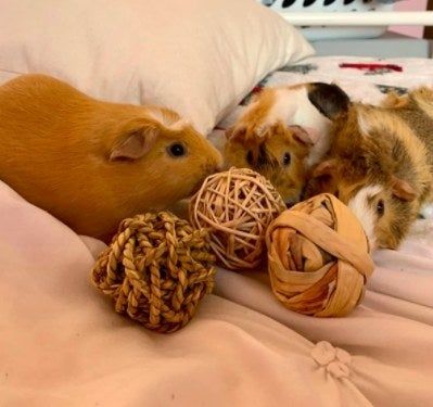 Guinea pigs enjoying a snack from their balls