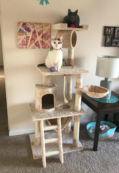 A beige, multi-level cat tree with two cats lounging on it