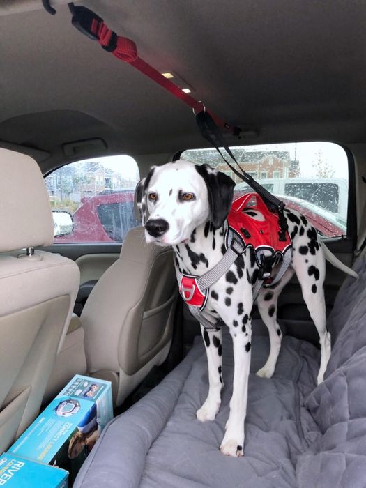 A reviewer's Dalmatian riding in the backseat of a car, safely secured with a zipline