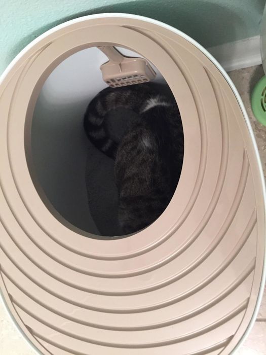 A photo showing the grooved lid of the litter box with a cat comfortably inside