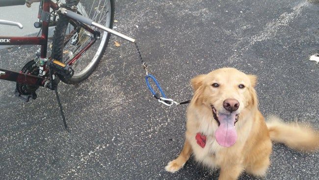 A dog with their collar attached to the leash mount, which is positioned just above the back wheel