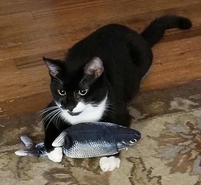 A black and white cat enjoying the interactive fish toy.