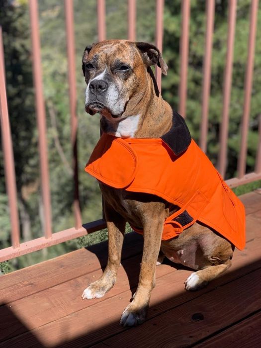 A reviewer's Boxer wearing the orange coat