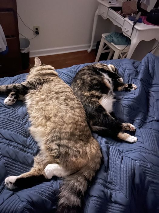 Two cats cuddled together, resting back to back on a bed