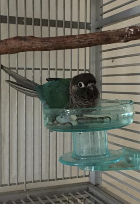 A teal green cheek conure enjoying a bath in the bird bath