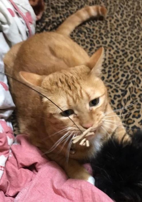 A cat with the cardboard piece from the toy in its mouth
