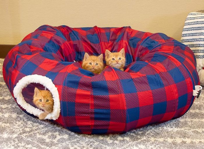 Three orange tabby cats snuggled together in the plaid bed