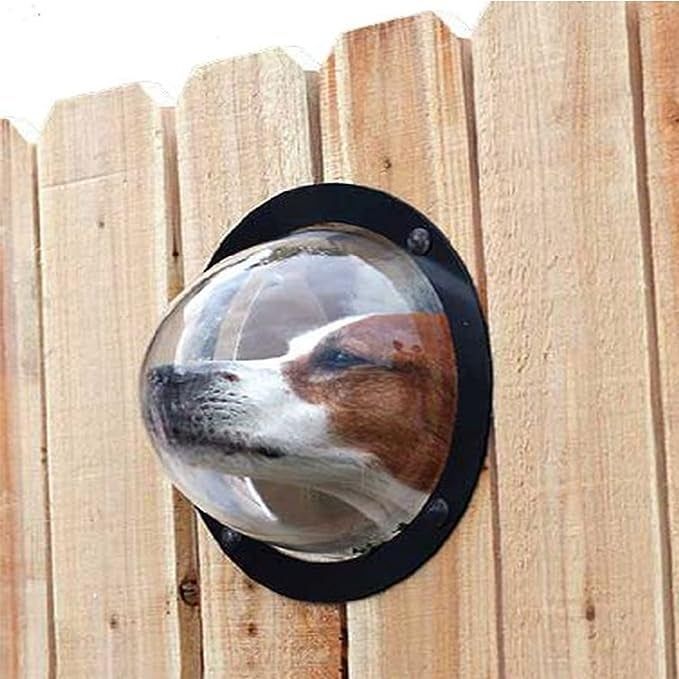 A dog curiously poking their head into the bubble to get a better look at what's beyond the fence.