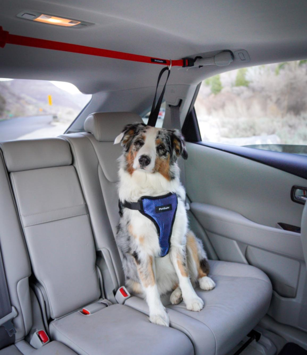A reviewer's Australian Shepherd enjoying the car ride, comfortably using the zipline