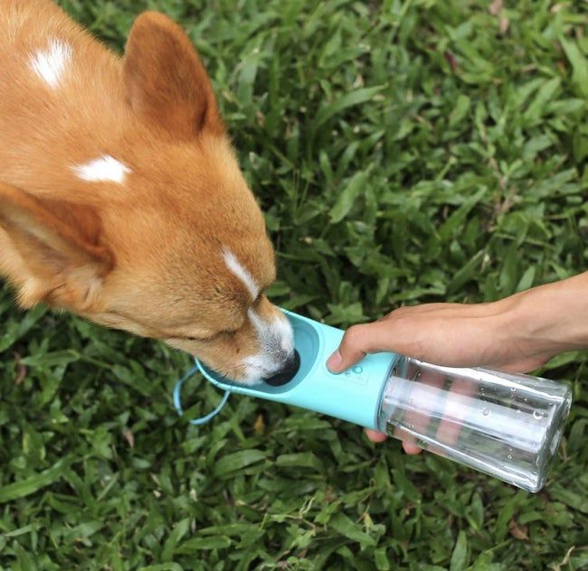 A dog happily drinking from the blue portable water bottle