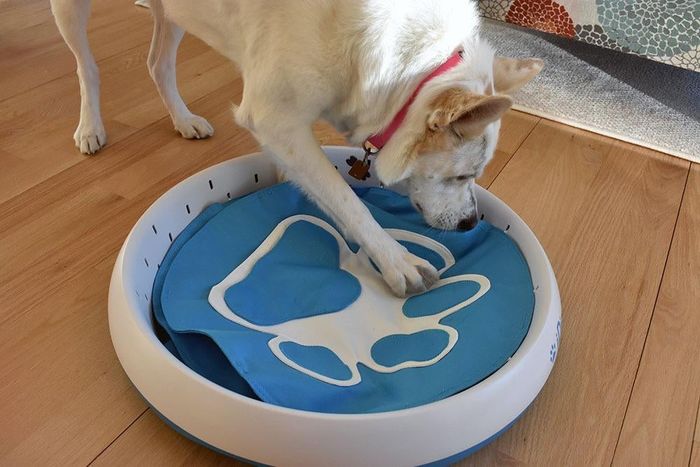 A dog sniffing around for treats inside the digging toy