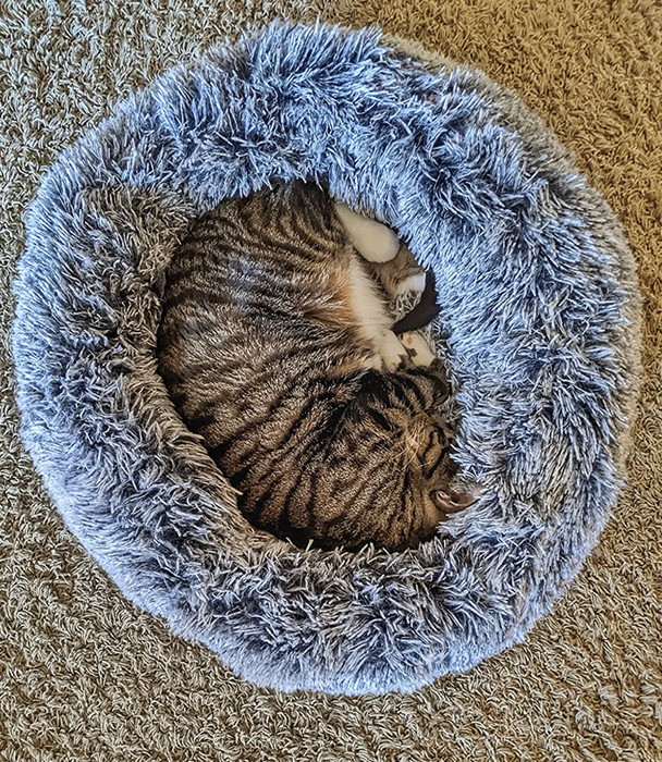 Another reviewer's cat resting in a darker grey bed