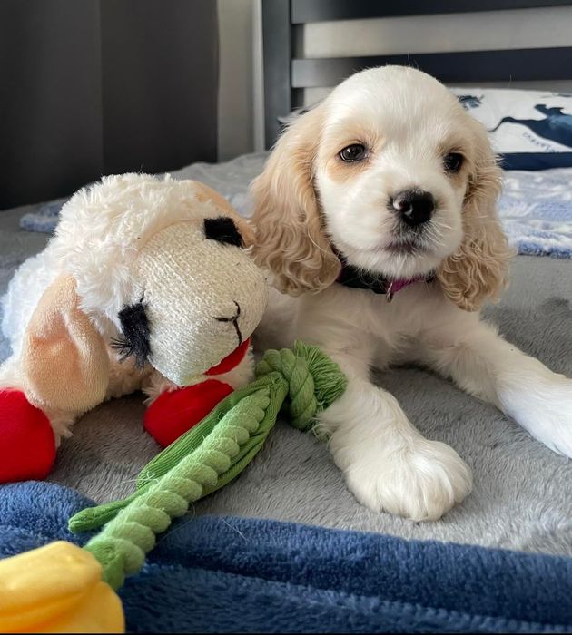 A reviewer's cocker spaniel puppy lying next to a Lambchop toy