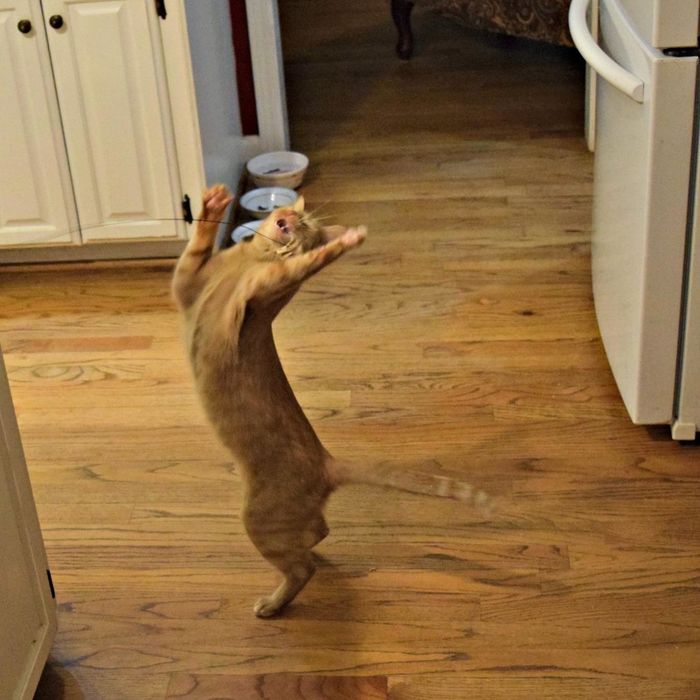 Same reviewer showing their cat once more, jumping excitedly for the Cat Dancer toy.