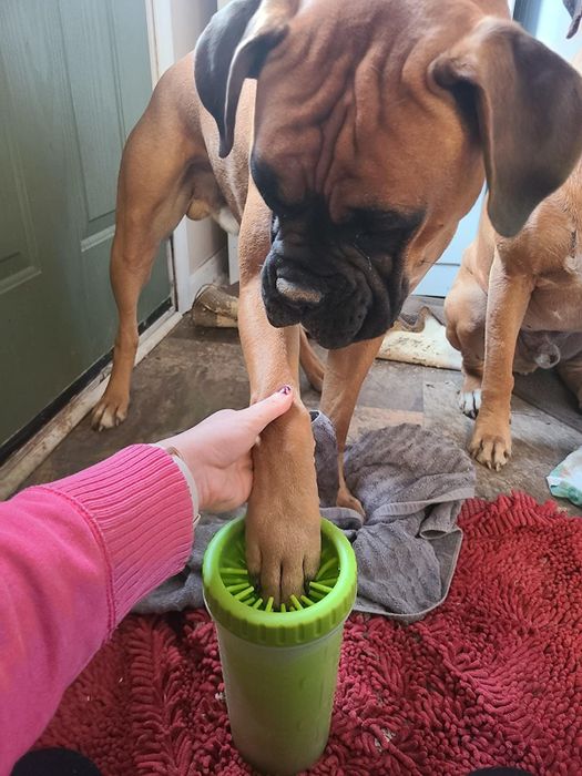 Reviewer dipping their dog's paw into the paw cleaner