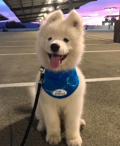 A small white dog proudly wearing the ice bandana